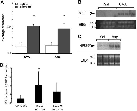 Figure 3. GPR65 has increased expression in allergic airway inflammation. (A-C) Lung RNA from allergen-treated mice was analyzed by microarray analysis (A) and Northern blot (B-C) for expression of GPR65. Ethidium bromide (E + Br) is shown as a loading control. (D) Quantitative RT-PCR analysis of GPR65 expression from pediatric patients. *P < .05 compared with saline in panel A and control subjects in panel D.