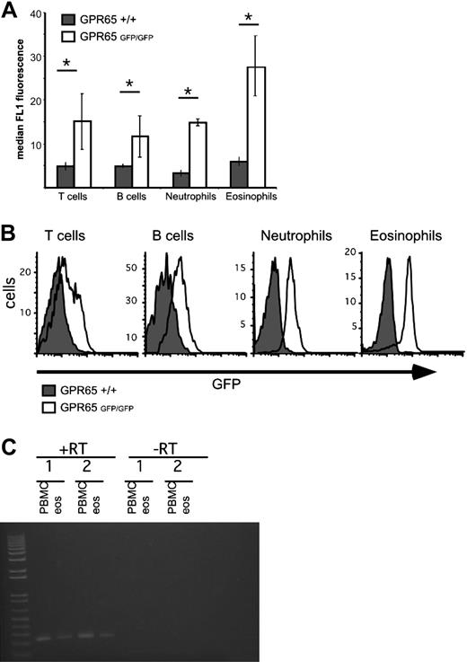 Figure 4. Eosinophils express significant GPR65 promoter activity. GPR65+/+ and GPR65−/− (GFP knockin) peripheral blood was assessed for median GFP expression in the FL1 channel using flow cytometry. Cell types were defined as follows: T cells (CD3+), B cells (CD19+), neutrophils (CCR3−Gr-1hi), and eosinophils (CCR3+Gr-1lo). Quantification of a representative experiment is shown in panel A (n = 3 mice per genotype). (B) Histograms demonstrating GFP expression in different cell populations are shown. Results show the median FL1 ± SD. *P < .05. Representative experiment (of 4) is shown. (C) PCR analysis of GPR65 expression in cDNA made from human eosinophils and PBMC from 2 individual donors. −RT indicates negative control without reverse transcriptase.
