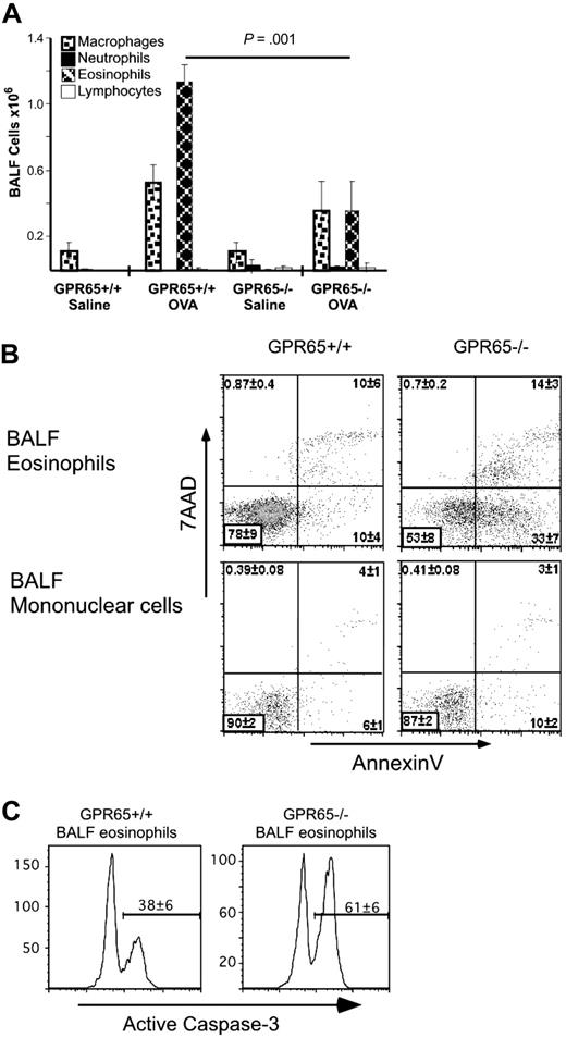 Figure 6. GPR65 is a critical regulator of BAL eosinophilia and viability in murine asthma model. Sensitized GPR65+/+ and GPR65−/− were challenged with intranasal OVA or saline. The differential cell counts were performed by staining cytocentrifuge preparations of the BALF (A). n = 4-6 mice per group. Flow cytometry–based viability analysis of eosinophils and mononuclear cells in representative in vivo experiment using annexin V/7AAD (B) and anti-active caspase-3 (C). n = 4-6 mice per group. Results are shown as the mean ± SD. Representative experiments (of 3-5) are shown.