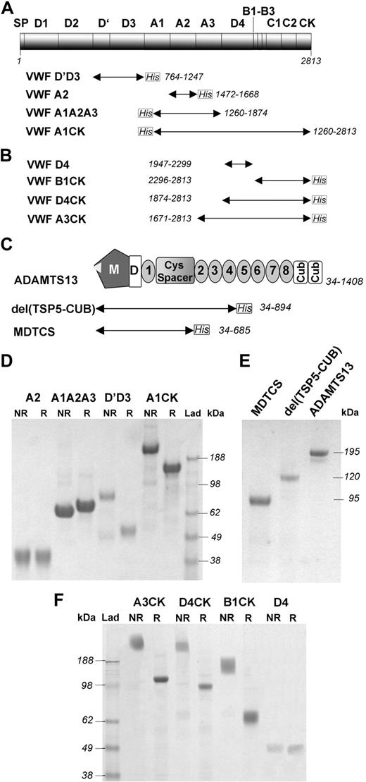 Figure 1. Recombinant VWF and ADAMTS13 fragments. (A) A first series of recombinant VWF fragments (VWFD′D3, VWFA2, VWFA1A2A3, and VWFA1CK) were expressed in mammalian cells and purified as described. They all had a polyhistidine epitope tag (C-terminal for VWFD'D3 and VWFA2; N-terminal for VWFA1A2A3 and VWFA1CK) to facilitate purification. The fragments are represented as labeled arrows underneath the diagram of VWF domains. The VWF numbering for each fragment is given. (B) An additional series of recombinant VWF C-terminal fragments (VWFA3CK, VWFD4CK, VWFD4, and VWFB1CK) were expressed in mammalian cells and purified as described. They all had a C-terminal polyHis epitope tag, with the exception of VWFD4 in which no tag was present. (C) Full-length ADAMTS13 consists of a metalloprotease domain (M), a disintegrin-like domain (D), a thrombospondin type 1 repeat, (1) a Cys-rich and spacer domain (Cys Spacer), 7 additional thrombospondin type 1 repeats (2-8), and 2 complement Clr/Cls sea urchin epidermal growth and bone morphogenic protein 1 or CUB domains (Cub). ADAMTS13 variants truncated after the spacer domain, MDTCS, and after the fourth thrombospondin repeat, del(TSP5-CUB), were also generated and are represented as labeled arrows underneath the diagram of ADAMTS13 domains. (D) The VWF fragments depicted in panel A were purified and analyzed by SDS-PAGE followed by Coomassie staining, under both nonreducing (NR) and reducing (R) conditions. VWFD′D3 and VWFA1CK were expressed as dimers, which were reduced to their expected monomeric size under reducing conditions. (E) The wild-type ADAMTS13 and its truncated variants were analyzed by SDS-PAGE followed by Coomassie staining, under reducing conditions. ADAMTS13, del(TSP5-CUB), and MDTCS proteins were visualized on the gel as single bands of approximately 195, 120, and 95 kDa, respectively. (F) The VWF fragments depicted in panel B were purified and analyzed by SDS-PAGE followed by Coomassie staining, under both nonreducing (NR) and reducing (R) conditions. VWFD4 was visualized as a band of the expected molecular weight of approximately 40 kDa. VWFA3CK, VWFD4CK, and VWFB1CK were expressed as dimers (∼ 254, 200, and 132 kDa, respectively) since they all included the CK region.