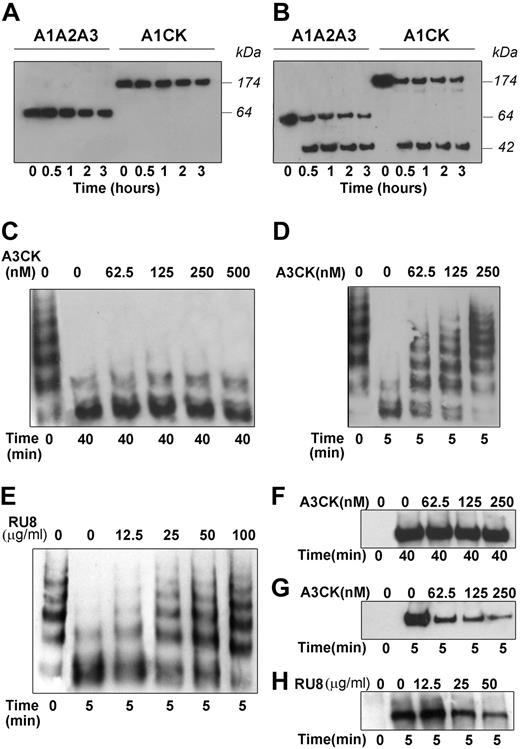Figure 6. Analysis of VWF proteolysis under static and flow conditions. (A) VWFA1A2A3 and VWFA1CK (500 nM of each) were incubated with 10 nM ADAMTS13 in the absence of any denaturants. Subsamples were taken at various time points (0-3 hours) and analyzed by SDS-PAGE under reducing conditions, followed by Western blotting using an anti-His antibody. No cleavage was apparent and the uncleaved VWFA1A2A3 and VWFA1CK were visualized as bands of approximately 64 and 174 kDa, respectively. (B) VWFA1A2A3 and VWFA1CK were incubated with ADAMTS13, as in panel A, in the presence of 1.5 M urea. A band of approximately 42 kDa corresponding to the N-terminal cleavage product was detected for both VWFA1A2A3 and VWFA1CK, demonstrating proteolysis. No difference was evident in the rate of cleavage of the 2 fragments. (C) Increasing concentrations of VWFA3CK (0-500 nM) were preincubated with 20 nM ADAMTS13, before being added to 5 μg/mL VWF in the presence of 1.5 M urea. The reactions were stopped after 40 minutes and analyzed on a 1.5% agarose gel followed by Western blotting using an anti-D′D3 polyclonal antibody. In the absence of inhibitor, VWF was efficiently cleaved. No inhibition is observed in the presence of VWFA3CK. (D) Increasing concentrations of VWFA3CK (0-250 nM) were preincubated with 40 nM ADAMTS13, before being added to 5 μg/mL VWF and vortexing for 5 minutes. The reaction was analyzed on a 1.5% agarose gel. VWF was extensively cleaved after 5 minutes. In the presence of VWFA3CK, the amount of cleavage of high- and intermediate-molecular-weight multimers was reduced. (E) RU8 antibody (0-100 μg/mL) was preincubated with VWF, before being added to ADAMTS13 and vortexing as in panel D. The antibody significantly inhibited the cleavage of multimeric VWF. (F) A static experiment similar to the one described in panel C was prepared. The samples were analyzed on a 3% to 8% Tris-acetate gel and detected by an anti-D′D3 polyclonal antibody. The 140- to 140-kDa cleavage product was detected and no inhibition was observed in the presence of VWFA3CK. (G) A cleavage reaction under flow was prepared as in panel D, analyzed on a 3% to 8% Tris-acetate gel and detected by the anti-D′D3 polyclonal antibody. The intensity of the band corresponding to the 140- to 140-kDa homodimer gradually decreased when increasing concentrations of VWFA3CK were present in the reaction. (H) A cleavage reaction under flow was prepared as in panel E and analyzed on a 3% to 8% Tris-acetate gel, and the 176- to 176-kDa homodimer was detected by a polyclonal anti-VWF antibody HRP. RU8 antibody inhibited VWF proteolysis.