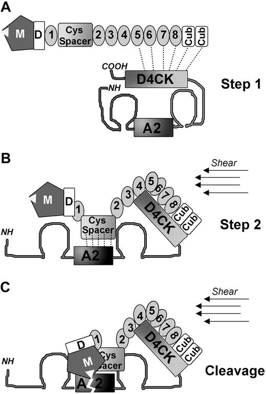 Figure 7. The proposed 2-site initial binding interaction mechanism between VWF and ADAMTS13. (A) A schematic diagram of ADAMTS13 shows its domains. VWF is represented in its globular conformation. The ADAMTS13 cleavage site in the VWF A2 domain is buried in the center of the molecule and not accessible to be cleaved by the metalloprotease. However, a binding site in the C-terminal region (D4CK) of VWF is constitutively exposed, allowing interaction with the ADAMTS13 distal domains (TSP5-8 and CUBs). How these domains are orientated and how precisely they interact with each other remains to be clarified: the model is indicative only in this respect. (B) Under condition of high shear, VWF unravels. The initial anchoring of the distal domains of ADAMTS13 to the C-terminal region of VWF may help the exposure of the VWF A2 domain binding site and favor the correct positioning of ADAMTS13 spacer domain. (C) Once the higher-affinity interaction between the spacer domain and the A2 domain is established, the ADAMTS13 protease domain can access and cleave the Y1605-M1606 bond in the A2 domain of VWF. Note that we do not suggest that direct cleavage of VWF by ADAMTS13, without the initial tethering step (Step 1), cannot take place. For example, murine investigations with MDTCS demonstrated cleavage of VWF in vivo.39 Such cleavage can arise only when the VWF A2 domain is unfolded by shear and can then attract ADAMTS13. The longer time taken for association to take place, compared with when ADAMTS13 is already associated with VWF, however, may result in less efficient proteolysis. Proteolysis in vivo clearly depends upon several factors, including the location of unfolding, the local flow conditions, and the extent of tethering of VWF onto cellular surfaces.