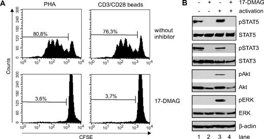 Figure 2. Hsp90 inhibition abrogates T-cell proliferation and phosphorylation of STAT5, STAT3, Akt, and ERK1,2 in activated primary CD3+ T lymphocytes. (A) CFSE dilution after 4 days in T-cell cultures activated either with PHA or CD3/C28 microbeads in control cultures or cultures treated with the Hsp90 inhibitor 17-DMAG. (B) Primary human CD3+ T cells were either left untreated (lanes 1,3) or treated with 17-DMAG (lanes 2,4) for 43 hours before activation with CD3/CD28 Dynabeads for 1 hour (lanes 3-4), and analyzed by Western blot. The protein expression levels of phosphorylated (Y694) and total STAT5, phosphorylated (Y705) and total STAT3, phosphorylated (Ser473) and total Akt, and phosphorylated (Thr202/Thr204) and total ERK1,2 are shown. Staining of β-actin was used as loading control.