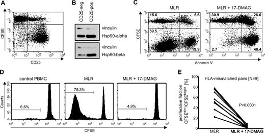 Figure 3. Inhibition of Hsp90 function with 17-DMAG predominantly induces apoptosis in alloreactive, proliferating T cells in MLRs. (A) CFSEdim proliferating T cells in MLRs show up-regulation of the T-cell activation marker CD25. (B) CD25-positive activated T cells and CD25-negative resting cells of a mixed lymphocyte reaction were separated with microbeads, and the levels of Hsp90α and Hsp90β were determined by Western blot. (C) A mixed lymphocyte reaction was pulsed with 17-DMAG 4 days after culture initiation, and apoptosis was determined by annexin V staining 40 hours after inhibitor treatment. (D) CFSE dilution after 4 days in MLRs either left untreated or treated with the Hsp90 inhibitor 17-DMAG. (E) Summary of depletion efficacy in 9 experiments: proliferative fraction of MLRs with and without 17-DMAG after stimulation with allogeneic DC. The displayed P value was obtained using a 2-tailed paired t test.
