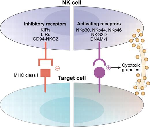 NK-cell reactivity is determined by the balance between activating and inhibitory signals. Activating receptors such as the natural cytotoxicity receptors (NKp30, NKp44, and NKp46), NKG2D, and DNAM-1 interact with ligands on target cells and direct the NK cell toward cytotoxicity. Inhibitory receptors such as inhibitory KIRs, leukocyte Ig-like receptor (LIR), and CD94/NKG2A interact with MHC class I molecules and protect autologous targets from NK cytotoxicity. Adapted from Stagg et al. Drug News Perspect. 2007;20(3):155-163. Copyright © 2007 Prous Science, SA. All rights reserved.