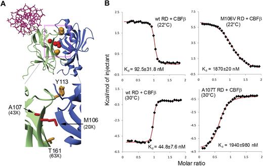 Figure 1. Location of mutations and results of binding measurements. (A) Structure of the CBFβ–Runt domain–DNA complex (PDB code 1h9d) with Runt domain amino acids mutated in the Roudaia et al (orange) and Kwok et al (red) studies indicated.1,2 CBFβ is indicated in blue; Runt domain in green; and DNA in pink. (B) Results of isothermal titration calorimetry (ITC) measurements of the binding of CBFβ to wild-type Runt domain, M106V Runt domain, and A107T Runt domain. Measurements for the M106V mutant were carried out at 22°C, as done in the Roudaia et al study. Measurements for the A107T mutant were carried out at 30°C as a result of very low signals at 22°C for this mutant, precluding an accurate measurement. The wild-type Runt domain has also been measured at this temperature to provide an accurate comparison between the 2. The enthalpy of the reaction changes from exothermic to endothermic upon going from 22°C to 30°C, resulting in the mirror image appearance of the data for the wild-type Runt domain at the 2 different temperatures.