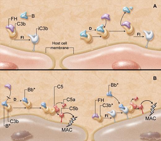 “Super factor B” and its gains-of-function. (A) Host cells, including endothelial cells, have multiple mechanisms to protect against complement-mediated destruction. As C3b is generated in the circulation, it deposits on all exposed cell membrane surfaces. (Left) Factor H (FH) outcompetes factor B (B) for binding to C3b on the host cell, acting as a cofactor for factor I (FI)–mediated generation of inactive C3b (iC3b), thereby suppressing further complement activation. (Right) If factor B does manage to bind to any host cell surface C3b, the B is cleaved and activated (dotted line) by factor D (D) to yield the alternative pathway C3 convertase (C3bBb). This complement-activating C3 convertase, however, is not long-lived, as FH rapidly and effectively destabilizes the C3bBb complex, promoting its dissolution, enhancing further generation of iC3b, and overall protecting the host cell from damage. (B) “Super factor B” (B*) has unique properties that overcome the protective functions of FH. (Left) B* binds more avidly to C3b and thus prevents FH from interacting with C3b. B* is then cleaved by factor D, and the so-formed C3 convertase (C3bBb*), particularly resistant to the normal destabilizing properties of FH, is able to generate more C3 convertase and C5 convertase (C3bBb*C3b). This causes the release of anaphylatoxins C3a and C5a, respectively, and the formation of the membrane attack complex (MAC), which damages or lyses the host cell. (Right) If FH does manage to bind to C3b and facilitate the generation of iC3b, the “super factor B” has the unique capacity to bind to the iC3b, recruiting it as a component of a novel C3 convertase (iC3bBb*). This in turn yields C5 convertase, leading to formation of the MAC that integrates into the host cell membrane. The resultant endothelial cell damage is believed to increase the risk of developing the thrombotic microangiopathy, atypical hemolytic uremic syndrome. Professional illustration by A. Y. Chen.