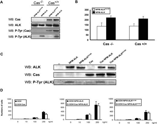 Figure 7. The p130Cas is not required for NPM-ALK–mediated migration. (A) Cas−/− and Cas+/+ rescued fibroblasts were infected with Pallino NPM-ALK retrovirus and then sorted for GFP content. Protein expression levels were verified by WB as indicated. (B) Cells were plated on a Matrigel-coated insert and the number of migrated cells was evaluated after 48 hours. The histograms represent the average number of migrated cells from 3 independent experiments using triplicate wells for experimental point. (C) CEM lymphoblastoid cells were infected with Pallino retroviruses containing NPM-ALK or NPM-ALKK210R together with retrovirus for p130Cas. Protein expression levels were verified by WB as indicated. (D) The histograms represent the average numbers of migrated cells in response to increasing concentrations of SDF-1α as indicated. Data are from 1 of 2 independent experiments. Error bars indicate standard deviation. *Statistically significant analysis as measured by the Student t test.
