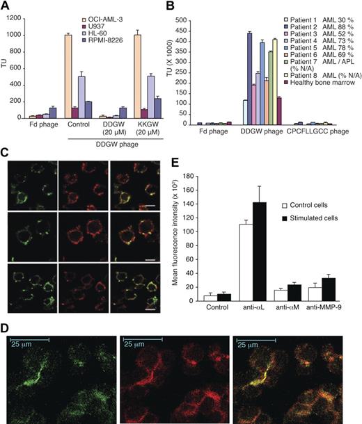 Figure 1. Expression of MMP-9 and integrin on AML cells and binding activity of DDGW peptide. (A) Phage displaying DDGW was allowed to bind to 4 leukemia cell lines in the absence or presence of DDGW or KKGW peptide. Insertless Fd phage was a control. The bound phages were determined by titering in bacteria. (B) Fd, DDGW, or CPCFLLGCC phages were examined for binding to bone marrow smears from AML patients and one healthy donor. The percentage of tumor cells is indicated. The bound phages were determined by bacterial infection. The results show mean ± SD. (C) OCI-AML3 cells were treated with 50 nmol/L PDBu for 30 minutes and stained with anti-αL TS1/22, anti-αM MEM170, and anti-β2 R7E4 antibodies (in green in top, middle, and bottom panels, respectively) and affinity purified antibodies against MMP-9 (in red). Yellow indicates the colocalization of αL/αMβ2 integrins and MMP-9. (D) OCI-AML3 cells were transferred onto the slides coated with endothelial cells (EaHy926), and the cells were treated with 50 nmol/L PDBu for 2 hours. Coculture was stained with anti-αM MEM170 (green) and polyclonal anti-MMP-9 H-129 (red) antibodies. Yellow indicates colocalization. (E) Cells were grown in the absence or presence of an endothelial cell monolayer and 50 nmol/L PDBu for 2 hours. The cells were stained with anti-αL MEM83, anti-αM MEM170, or anti-MMP-9 H-129 antibodies and analyzed by flow cytometry. Shown are mean ± SD from 3 separate experiments.