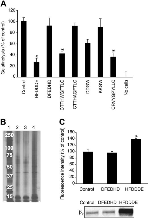 Figure 7. Inhibition of pericellular proteolysis of OCI-AML3 cells. (A) Effects of peptides (200 μmol/L) on the release of gelatin fragments from coated FITC-labeled gelatin. The results show means ± SD from triplicates. *P < .005. (B) Biotinylated cell surface proteins were isolated from cells incubated without peptide (lane 2), with DFEDHD (lane 3), or with HFDDDE (lane 4). Samples were run on sodium dodecyl sulfate–polyacrylamide gel electrophoresis followed by silver staining. Molecular weight markers are shown in lane 1. (C) Quantitation of cell-surface biotinylated proteins with streptavidin-phycoerythrinin flow cytometry (top panel). Immunoblotting with β2 integrin antibody (bottom panel).