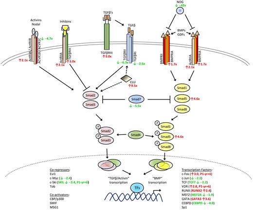 Figure 5. Schematic diagram of TGF-β signaling pathway. Altered expression in several TGF-β superfamily signaling genes was detected in L-HES patients CD3−CD4+ T cells. The mean fold changes detected in the microarrays for P1 to P3 relative to the controls are indicated in red (up-regulated genes) and green (down-regulated genes).