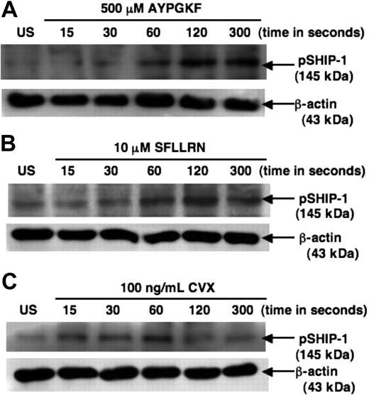 Figure 1. Time course of PARs and GPVI-mediated SHIP-1 phosphorylation. Washed and aspirin-treated human platelets were stimulated with 500 μM AYPGKF (A), 10 μM SFLLRN (B), or 100 ng/mL CVX (C) for various time periods at 37°C under stirring conditions, and the blots were probed with the antibody for pSHIP-1 Y1020. Each blot is a representative of 3 experiments from 3 different donors.