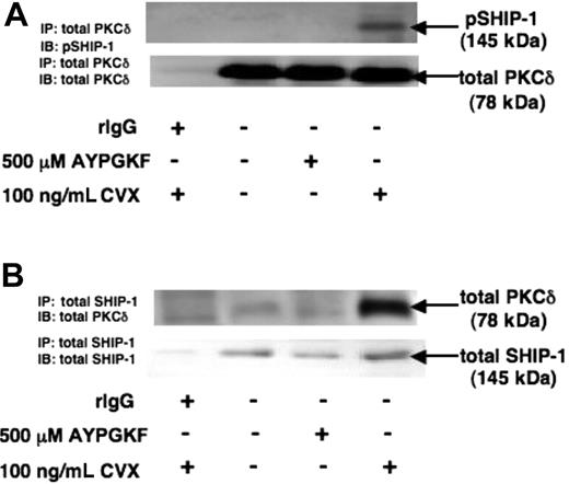 Figure 2. Association of phospho-SHIP-1 with PKC-δ. Washed aspirin-treated human platelets were stimulated with 500 μM AYPGKF or 100 ng/mL CVX for 60 seconds at 37°C under stirring conditions, and then the samples were immunoprecipitated with total PKC-δ and immunoblotted for phospho-SHIP-1 (A) as described in “Immunoprecipitation and Western blotting.” Reverse immunoprecipitation experiments were carried out by immunoprecipitating total SHIP-1 and immunoblotting for total PKC-δ (B). Rabbit IgG served as a negative control for all our immunoprecipitation experiments.
