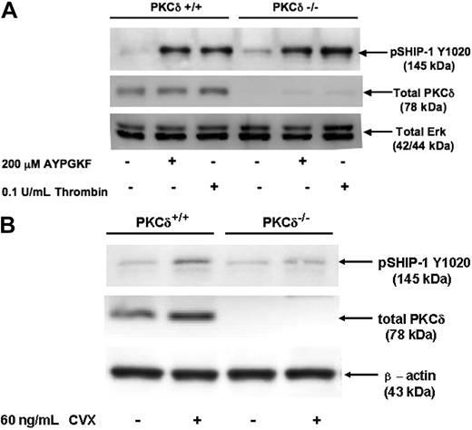 Figure 3. PKC-δ regulates GPVI-, but not PAR-mediated, phosphorylation of SHIP-1. Washed and indomethacin-treated murine platelets from PKC-δ−/− and age-matched WT littermates were stimulated with (A) PAR4 agonists or (B) CVX for 2 minutes. The samples were then lysed with sample buffer containing dithiothreitol (DTT) and probed for pSHIP-1 Y1020 antibody. Total Erk and β-actin were used as lane-loading controls.