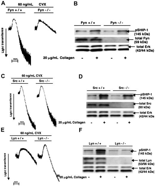 Figure 4. Regulation of GPVI-mediated SHIP-1 phosphorylation by Fyn, Src, and Lyn in murine platelets. Washed and indomethacin-treated WT, Fyn−/− (A-B), Src−/− (C-D), and Lyn−/− (E-F) murine platelets were stimulated with 60 ng/mL CVX or 20 μg/mL collagen under stirring conditions for 60 seconds at 37°C. The reaction was stopped using 3× sample loading buffer (with DTT). The lysates were subjected to Western blotting analysis and probed for pSHIP-1 (Y1020). Total Erk and β-actin served as lane-loading controls.