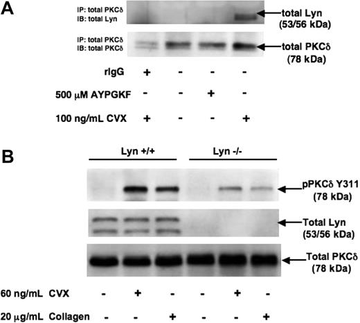 Figure 5. Lyn associates with PKC-δ and regulates PKC-δ Y311 phosphorylation on GPVI stimulation. Washed aspirin-treated human and indomethacin-treated murine platelets were used. Human platelets were stimulated with 500 μM AYPGKF or 100 ng/mL CVX and immunoprecipitated with total PKC-δ and probed for total Lyn (A). Washed indomethacin-treated murine platelets from Lyn−/− mice and corresponding WT littermates were stimulated with 60 ng/mL CVX or 20 μg/mL collagen for 1 minute. The samples were then lysed with sample buffer containing DTT and probed for PKC-δ Y311 (B). Total PKC-δ served as a lane-loading control in this experiment.