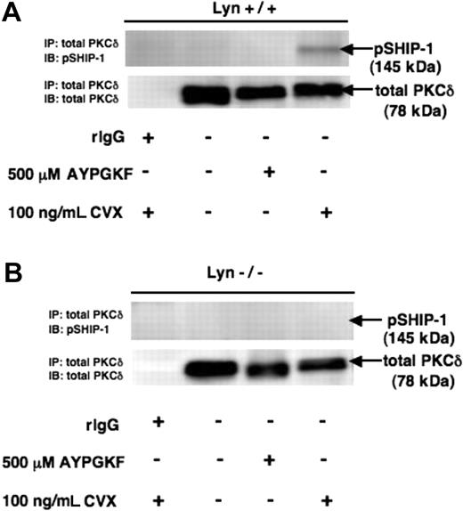 Figure 6. Lyn regulates the association between PKC-δ and SHIP-1. Washed, indomethacin-treated WT littermates (A) and Lyn−/− mice (B) were stimulated with 500 μM AYPGKF or 100 ng/mL CVX, immunoprecipitated with total PKC-δ, and probed for pSHIP-1 and total PKC-δ, respectively. Rabbit IgG was used as a negative control for the coimmunoprecipitation experiment.