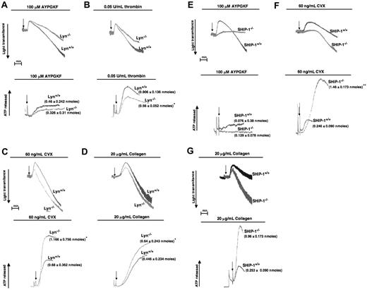 Figure 7. Dense granule secretion measurements in WT, Lyn−/−, and SHIP-1−/− murine platelets. Washed indomethacin-treated WT and Lyn−/− or SHIP-1−/− murine platelets were stimulated with 100 μM AYPGKF (A,E), 0.05 U/mL thrombin (B), 60 ng/mL CVX (C,F) or 20 μg/mL collagen (D,G) for 3 minutes at 37°C as indicated under stirring conditions. The activation of platelets was performed in a lumi-aggregometer at 37°C with stirring at 900 rotations per minute (rpm) × 100, and the secretion was measured and expressed in as nanomoles of ATP released/108 platelets. The data are represented as normal secretion tracings, and the actual ATP released was represented in nanomoles and analyzed by Student t test. P ≤ .05 was considered significant.