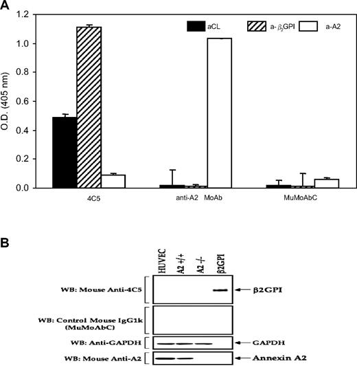 Figure 1. Analysis of antigen specificity of the monoclonal Ab preparations. (A) ELISA analysis of antigen specificity. IgG-APS (500 μg/mL), IgG-NHS (500 μg/mL), 4C5 (100 μg/mL), MuMoAbC (100 μg/mL), and anti-A2 MoAb (100 μg/mL) were diluted 1/50 for aCL and 1/100 for anti-β2GPI and anti-A2 assays, and tested by ELISA, as described in “Preparation of immunoglobulin G” and “Western blotting to detect antigen specificity.” Results are expressed as means ± SD O.D. units. (B) Western blot analysis of antigen specificity. Proteins (25 μg/lane from HUVECs, A2+/+, and A2−/−) as well as 200 ng/lane purified β2GPI were resolved on 10% sodium dodecyl sulfate–polyacrylamide gels and blotted with the respective IgGs (4C5 and MuMoAbC). To control for loading, the same blot was stripped and probed with monoclonal IgG directed against A2 and glyceraldehyde-3-phosphate dehydrogenase.