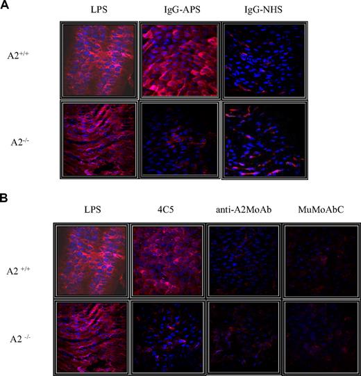 Figure 7. Representative images of endothelial VCAM-1 expression among the different treatment groups. The red fluorescent staining (655 nm Qdot bioconjugate) indicates surface VCAM-1 immunoreactivity, whereas blue staining represents nuclear Hoechst staining. (A) A2+/+ or A2−/− mice were treated with either IgG-APS or IgG-NHS, and LPS or PBS were used as signal controls. (B) A2+/+ or A2−/− mice were treated with 4C5, anti-A2 MoAb, or MuMoAbC as control, and LPS or PBS were used as signal controls.