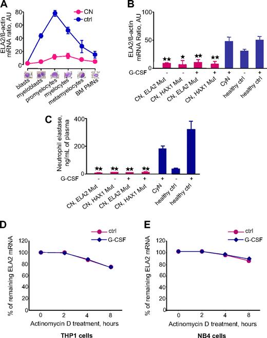 Figure 1. ELA2 mRNA expression in myeloid cells and NE protein levels in plasma are severely down-regulated in patients with CN. (A) ELA2 mRNA expression in BM cells at different stages of granulopoiesis. Different cell populations were isolated from BM smears from 3 healthy volunteers (blue line) and 4 patients with CN (red line). ELA2 mRNA expression was measured by qRT-PCR normalized to β-actin and is presented as arbitrary units (AUs); data represent means ± SDs of triplicates. (B) ELA2 mRNA expression in CD33+ cells from studied groups: 8 patients with CN harboring ELA2 mutations (CN, ELA2 Mut), 4 patients with CN with HAX1 mutations (CN, HAX1 Mut), 4 patients with CyN, 5 healthy volunteers without G-CSF treatment (ctrl), and 3 healthy volunteers treated with G-CSF (ctrl). ELA2 mRNA expression is normalized to β-actin (and is presented as AUs) l data represent means ± SDs measured in triplicates (*P < .05; **P < .01). (C) NE plasma levels were measured in different groups of patients and healthy volunteers indicated above, using NE-specific ELISA. Data represent means ± SDs and are derived from 2 independent experiments each measured in triplicate; **P < .01. (D-E) Analysis of the ELA2 mRNA stability in THP1 (D) and NB4 (E) myeloid cell lines after inhibition of mRNA transcription by actinomycin D in the absence (red, ctrl) or presence (blue, G-CSF) of G-CSF. The data represent the percentage of remaining ELA2 mRNA after actinomycin D treatment for the indicated time points, compared with initial ELA2 mRNA amounts. Data represent means ± SDs and are derived from 2 independent experiments each measured in triplicate.