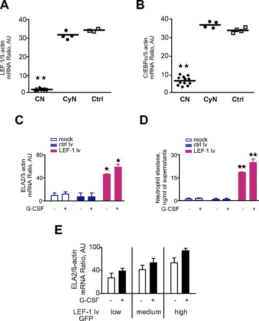 Figure 2. LEF-1 rescue of CD34+ cells from 2 patients with CN restores diminished ELA2/NE synthesis. (A-B) mRNA expression of LEF-1 (A) and C/EBPα (B) in BM CD33+ cells of studied groups: CN, severe congenital neutropenia; CyN, cyclic neutropenia; Ctrl, control; all treated with G-CSF. Data represent means ± SDs and were measured in triplicate; **P < .01 compared with Ctrl. (C-E) CD34+ cells from 2 patients with CN were transduced with LEF-1 lv GFP or ctrl lv GFP and subsequently incubated without or with G-CSF for 4 days. (C) ELA2 mRNA expression was measured by qRT-PCR normalized to β-actin and is presented as AUs; data represent means ± SDs of 2 experiments measured in triplicates (*P < .05 to ctrl lv samples). (D) NE protein secretion into culture supernatants was assessed with the use of NE-specific ELISA. Data represent means ± SDs and are derived from 2 independent experiments each measured in triplicate (**P < .01 to ctrl lv samples). (E) CD34+ cells from 2 patients with CN were transduced with LEF-1 lv GFP; on day 2 GFP+ cells were sorted depending on the intensity of GFP expression (low, medium, high) and subsequently incubated without or with G-CSF for 4 days. ELA2 mRNA expression was measured by qRT-PCR normalized to β-actin and is presented as AUs; data represent means ± SDs of 2 independent experiments each measured in triplicates.
