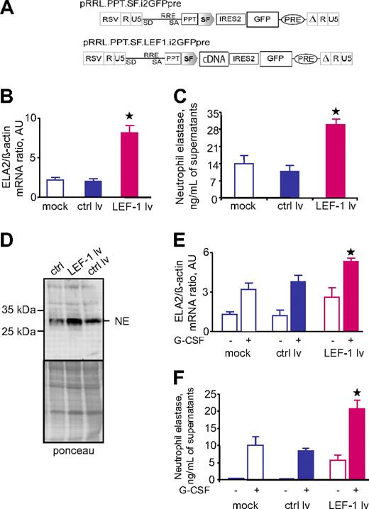 Figure 4. Transduction of hematopoietic cells with lentiviral construct contained LEF-1 cDNA led to up-regulation of ELA2/NE. The myeloid cell line U937 was transduced with lentiviral construct with LEF-1 cDNA and green fluorescence protein (GFP) (LEF-1 lv) or only GFP (ctrl lv; A). On day 4 of culture, GFP+ cells were sorted. (B) ELA2 mRNA expression in indicated groups, as measured by qRT-PCR normalized to β-actin, is presented as arbitrary units (AUs); data represent means ± SDs of triplicates (*P < .05, to ctrl lv samples). (C) NE protein secretion into culture supernatants was assessed with the use of NE-specific ELISA. Data represent means ± SDs and are derived from 2 independent experiments each measured in triplicate (*P < .05, to ctrl lv samples). (D) Representative Western blot images showing NE protein expression in total lysates from U937 cells transduced with LEF-1 lv, ctrl lv, or from untransduced U937 cells. Ponceau staining is depicted as a control of the amounts of loaded proteins. (E-F) CD34+ cells from 2 healthy volunteers were transduced with LEF-1 lv GFP or ctrl lv GFP and subsequently incubated without or with G-CSF for 4 days; ELA2 mRNA expression (E) was measured by qRT-PCR normalized to β-actin and is presented as arbitrary units (AUs); data represent means (± SDs) of 2 experiments each measured in triplicates (*P < .05 to G-CSF stimulated ctrl lv samples). NE protein secretion into culture supernatants (F) was assessed with the use of NE-specific ELISA; data represent means ± SDs and are derived from 2 independent experiments each measured in triplicate (*P < .05 to G-CSF–stimulated ctrl lv samples).