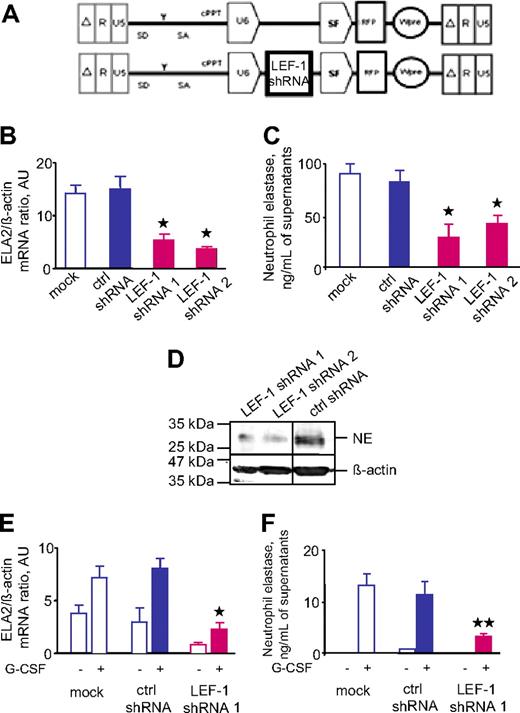 Figure 5. Transduction of hematopoietic cells with LEF-1 shRNA resulted in down-regulation of ELA2/NE. The myeloid cell line U937 was transduced with lentiviral constructs with red fluorescence protein (RFP) and 2 different LEF-1–specific shRNAs (LEF-1 shRNA 1; LEF-1 shRNA 2) or with irrelevant shRNA (ctrl shRNA; A). On day 4 of culture, we sorted and analyzed RFP+ cells. (B) ELA2 mRNA expression in indicated groups, as measured by qRT-PCR normalized to β-actin and is presented as arbitrary units (AUs); data represent means ± SDs of triplicates (*P < .05 to ctrl shRNA samples). (C) NE protein secretion into culture supernatants was assessed with the use of NE-specific ELISA. Data represent means ± SDs and are derived from 2 independent experiments each measured in triplicate (*P < .05 to ctrl shRNA samples). (D) Representative Western blot images from the same gel and same experiment showing NE protein expression in total lysates from U937 cells transduced with shRNA constructs, as indicated above. β-Actin staining was used as a control of the amounts of loaded proteins. Vertical lines have been inserted to indicate a repositioned gel lane. (E-F) CD34+ cells from 2 healthy volunteers were transduced with lentiviral constructs with RFP and LEF-1–specific shRNA (LEF-1 shRNA 1) or with irrelevant shRNA (ctrl shRNA); ELA2 mRNA expression (E) was measured by qRT-PCR normalized to β-actin and is presented as AUs. Data represent means ± SDs of 2 experiments measured in triplicates (*P < .05 to G-CSF–stimulated ctrl shRNA samples). NE protein secretion into culture supernatants (F) was assessed with the use of NE-specific ELISA; data represent means ± SDs and are derived from 2 independent experiments each measured in triplicate (**P < .01 to G-CSF–stimulated ctrl shRNA samples).