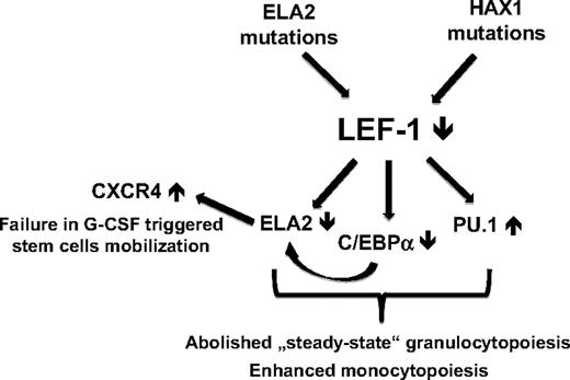 Figure 6. The mechanism of dysregulated myeloid differentiation of hematopoietic progenitors in patients with CN. The relative levels of PU.1 and C/EBPα in granulocytic-macrophage progenitors have been suggested to regulate monocyte versus neutrophil cell fate choice. LEF-1 transcription factor could be responsible for the “fine-tuning” of C/EBPα versus PU.1 levels in myeloid cells to induce granulocytic differentiation. LEF-1 transcription factor is absent in myeloid progenitor cells from patients with CN irrespective to mutation status. Therefore, the myelopoietic maturation program in these patients is sharply shifted toward monocytopoiesis. A lack of LEF-1 leads to a severely abrogated C/EBPα and ELA2 expression as well as to elevated PU.1 levels. This misbalanced expression of C/EBPα, ELA2, and PU.1 in hematopoietic cells from patients with CN causes severely diminished granulopoiesis with enhanced monocytic differentiation. In addition, abrogated ELA2 and NE levels cause pathologically high CXCR4 expression on hematopoietic cells of patients with CN, which could cause a defective G-CSF–triggered stem cell mobilization.