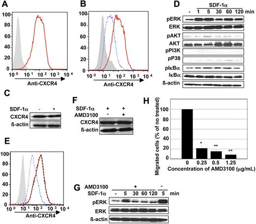 Figure 2. CXCR4 expression on the surface of pML cells and SDF-1α–induced CXCR4 translocation. (A) Flow cytometric analysis of cell-surface expression of CXCR4 in pML cells. CXCR4 was detected by incubating cells with PE-conjugated rat anti-CXCR4 antibody. Red line represents CXCR4 expression, and gray area represents the result of staining with isotype-matched control antibody. (B) CXCR4 expression on pML cell surface. Cells were treated in the presence (blue dot line) or absence (red line) of 100 ng/mL SDF-1α. After a brief wash, cells were incubated with the same antibody as used in Figure 2A. The gray area represents staining with isotype-matched control antibody. (C) Total cellular protein level of CXCR4 in the presence (+) or absence (−) of SDF-1α (100 ng/mL) for 5 minutes. (D) SDF-1α–induced phosphorylation of ERK1/2 in pML cells. pML cells were treated before lysis with 100 ng/mL SDF-1α for the indicated times. Cell lysates were analyzed by immunoblotting analysis with anti–phospho-ERK, –total ERK, –phospho-AKT, –total AKT, –phospho-PI3K, –phospho-P38, –phospho-IκBα, –total IκBα, or –β-actin antibodies. (E) Expression levels of cellular surface CXCR4 in pML cells after treatment with AMD3100. Cells were pretreated with 25 μg/mL AMD3100 for 1 hour, and then stimulated with SDF-1α for 5 minutes (black dot line). Cells were also stimulated exclusively with SDF-1α (blue dot line) or were untreated (red line). The gray area represents staining with isotype-matched control antibody. (F) Expression of total CXCR4 protein with (+) or without (−) AMD3100 treatment. The lysates from treated cells were analyzed by immunoblotting with anti–mouse/human CXCR4 polyclonal antibody. (G) Phosphorylation of ERK1/2 in pML cells with or without AMD3100 treatment. After pretreatment with AMD3100 (25 μg/mL) for 1 hour, cells were stimulated with SDF-1α for the indicated times (0, 5, 30, 60, and 120 minutes). The cellular lysates were analyzed by immunoblotting. In the lane at the right, the cells received no AMD3100 treatment but were stimulated with SDF-1α. (H) Migration assay of pML cells using AMD3100 at various concentrations (0, 0.25, 0.5, and 1.25 μg/mL). pML cells were preincubated for 60 minutes with AMD3100 at the indicated concentrations, and then subjected to the migration assay in the presence of 100 ng/mL SDF-1α. The data were presented as a relative ratio of migrating cells: the number of migrated cells in the presence of AMD3100/the number of nontreated cells. These results were confirmed by 3 independent experiments. The data are presented as mean values ± SD. *P < .05. **P < .01.