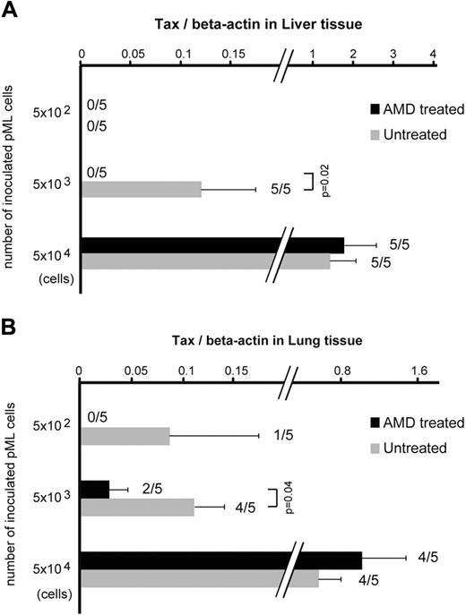 Figure 5. Inhibition of pML cell invasion by AMD3100 in vivo. Infiltration of pML cells to the liver (A) and lung (B) was inhibited by AMD3100 treatment. SCID mice inoculated with pML cells (5 × 102, 5 × 103, and 5 × 104 cells/mice) were treated with either AMD3100 (AMD treated) or PBS (untreated) for 3 weeks (5 times per week) through intraperitoneal injection. Infiltration of pML cells that contain the HTLV-I Tax gene into liver and lung tissues was examined using quantitative real-time PCR. The relative copy number of Tax genome of the group (inoculated with 5 × 102, 5 × 103, and 5 × 104 pML cells) was represented by the ratio to the copy number of β-actin in liver (A) and lung (B) tissues. The ratio of Tax-positive mice/total number of mice was represented on the right side of each bar (mean ± SE).