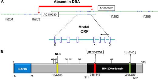 Figure 3. Protein and gene structure for Mndal. (A) Two BAC clones harbor Mndal sequences. BAC clones are oriented to show gene order on Chr 1 from centromere to telomere. The ORF of Mndal starts at exon 2 and finishes in exon 9. Sequence analysis of genomic DNA showed a segment absent in DBA from within intron 1 of Ifi203 to intron 2 of Mndal. *Exon 5 harbors sequences unique to Mndal. (B) Predicted structural domains of MNDAL. The canonical HIN “a” domain is highlighted in black and contains the highly conserved MFHATVAT motif thought to mediate dimerization and protein-protein interactions. The protein also contains a nuclear localization signal (NLS), a possible Rb-binding site (LxCxD), and several weak (S/T-P) Cdk2 sites.