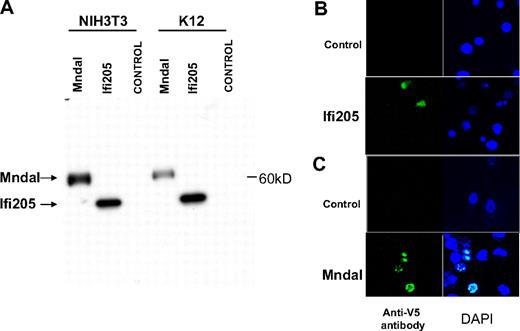 Figure 4. MNDAL protein expression. (A) Western blot analysis of cells transfected with V5-His–tagged IFI205 (detected at ∼ 50 kDa) and MNDAL (detected at ∼ 60 kDa). (B-C) Immunofluorescent staining of NIH3T3 cells transfected with V5-His–tagged IFI205 (B) and XRPC24 PCT cells transfected with V5-His–tagged MNDAL (C). Staining with V5 antibody (green) showed overlap with DAPI (blue) stained nuclei. Cells were examined at 25°C with a Zeiss LSM 510 NLO confocal system (Carl Zeiss Inc) with an Axiovert 200M inverted microscope and operating with a 2-photon laser tuned to 750 nm, 25 mW argon laser tuned to 488 nm, and 1 mW HeNe laser tuned to 543 nm. Cells were imaged with a 63×/1.4 NA Zeiss Plan-Apochromat oil-immersion objective. Digital images (512 × 512 pixels, 8 bit) were collected with the use of the Zeiss AIM software with a scan zoom from 2 to 4 and a multitrack configuration in which the FITC, Cy3, and DAPI signals were collected sequentially with a BP 500- to 530-nm filter, with BP 565- to 615-nm filter, and BP 390- to 465-nm filter after excitation with 488-nm, 543-nm, and 750-nm laser lines, respectively.