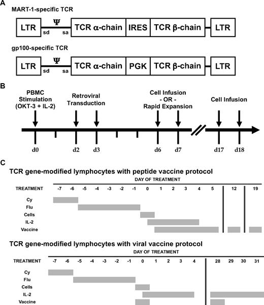 Figure 1. Melanoma antigen-specific TCR-encoding γ-retroviral vectors, production of autologous TCR gene-modified lymphocytes, and treatment protocols. (A) Diagram of an MSCV-based γ-retroviral vector encoding the α-chain and β-chain of a MART-1–specific TCR (top) and of an MMLV-based γ-retroviral vector encoding the α-chain and β-chain of a gp100-specific TCR (bottom). (B) Timeline depicting production of autologous TCR gene-modified lymphocytes. The infusion product was composed of cells after short-term ex vivo culture (day 6-7) with or without a portion of cells exposed to an OKT-3-based rapid expansion protocol.20 (C) Summary of TCR gene-modified lymphocyte protocols with administration of peptide vaccine (top) or fowlpox viral vaccine (bottom). All patients received nonmyeloablative lymphodepleting chemotherapy consisting of 2 days of cyclophosphamide (Cy) at 60 mg/kg followed by 5 days of fludarabine (Flu) at 25 mg/m2.