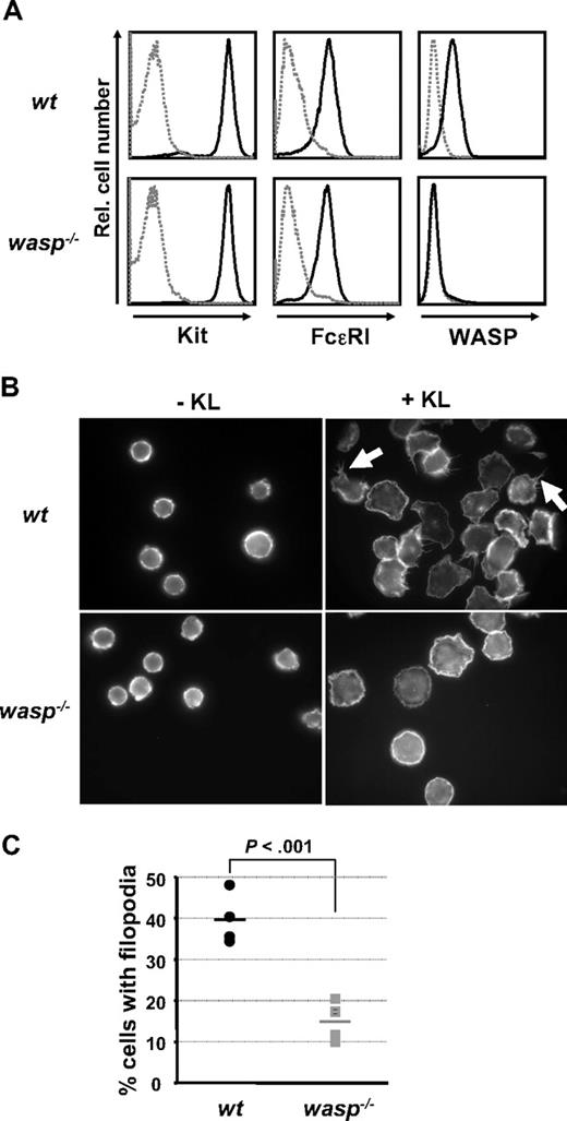 Figure 2. WASP is required for normal Kit-induced formation of filopodia. BMMC cultures from wt or WASP-deficient mice were obtained, as described in “Mice, cell lines, cell and bone marrow–derived mast cell culture, and KL stimulation.” Mature BMMCs were analyzed for FcϵRI and Kit surface expression as well as for intracellular expression of WASP by flow cytometry. (A) BMMCs were seeded onto fibronectin-coated slides, and cell morphology in absence or presence of KL (45 minutes, 20 ng/mL) was examined by fluorescence microscopy after phalloidin staining of intracellular actin. The images show representative examples of 4 independent experiments. (B) Filopodia formation in wt BMMCs is indicated by white arrows. A summary of the results is shown in a vertical scatter plot indicating the individual data points of the percentage of cells displaying filopodia formation. Bars indicate the mean values. (C) A total of 1237 wt and 1509 wasp−/− cells in 4 independent experiments was analyzed. P was calculated using an unpaired Student t test.