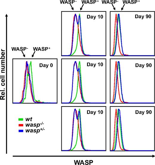 Figure 4. KL-driven generation of wasp+/− BMMCs reveals a selective advantage for WASP-expressing cells. In 2 separate experiments that delivered corresponding results (1 shown), 3 cultures from wasp+/− BM were established at day 0 and maintained in the presence of KL as growth factor (40 ng/mL) for 90 days. Intracellular WASP expression was evaluated in the Kit-positive populations of the wasp+/− cultures (blue) and compared with that of the control wt (green) or wasp−/− (red) cultures by flow cytometry at the culture days indicated.