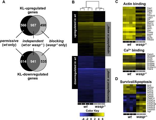 Figure 5. Comparison of KL-mediated gene expression profiles in wt and wasp−/− BMMCs indicates a profound genetic effect through Kit-WASP signaling. Wt or WASP-deficient BMMCs were mock treated or stimulated with KL (500 ng/mL) for 12 hours in replicates (n = 4, wt; n = 3, wasp−/−). Gene expression analysis was performed and analyzed, as described in “Gene expression profiling.” The effects of WASP on the Kit gene expression profile were either independent, permissive (up- or down-regulation requiring the presence of WASP), or blocking (up- or down-regulation only in the absence of WASP; A, Venn diagram and B, heat map). The Venn diagram was generated comparing genes with a fold-change cutoff of 2 for up-regulated and 0.5 for down-regulated genes. Two heat maps with selected genes that encode for proteins with either actin- or Ca2+-binding function are shown (C). Heat map shows the relative expression levels of selected survival/apoptosis-related genes of wt or WASP-deficient BMMCs when exposed to KL (D).