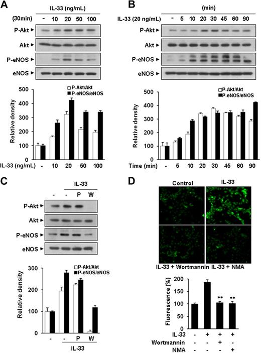 Figure 4. IL-33 stimulates NO production in ECs via Akt/eNOS signaling pathway in ECs. (A-C) Phosphorylation of Akt and eNOS by IL-33 were determined by Western blotting. (A) HUVECs were stimulated with various concentrations of IL-33 for 30 minutes. (B) HUVECs were stimulated with 20 ng/mL IL-33 for the indicated times. (C) HUVECs were pretreated with 5 μmol/L PP1 (P) or 100 nmol/L wortmannin (W) for 30 minutes and then stimulated with 20 ng/mL IL-33 for 30 minutes. Blots are representative of 3 independent experiments. Densitometric analyses are presented as the relative ratio of P-Akt to Akt and P-eNOS to eNOS. The relative ratio in untreated control is arbitrarily presented as 100 (bottom). (D) HUVECs were pretreated for 30 minutes with inhibitors and then treated with 20 ng/mL IL-33 for 4 hours. ECs were incubated with DAF-FM diacetate for 1 hour at 37°C, and fluorescence images were captured with microscope. The relative levels of intracellular NO were quantified with Metamorph software (Molecular Devices). Three independent experiments were performed in duplicate. Data are means ± SDs; **P < .01 vs untreated control.