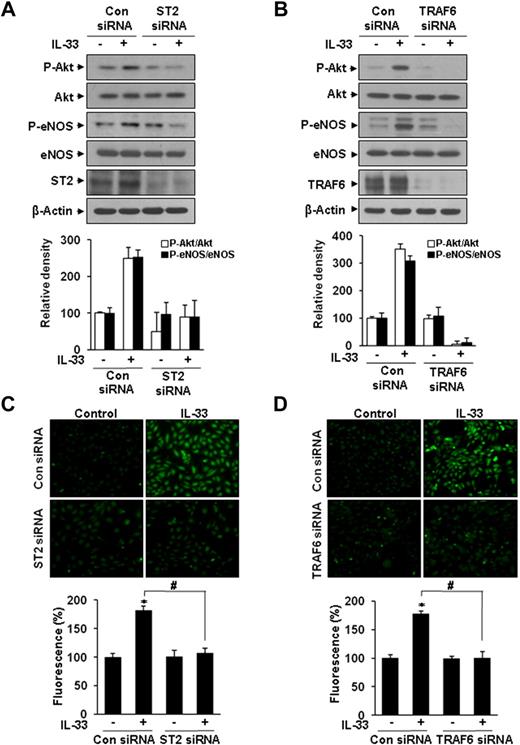 Figure 5. IL-33 induces Akt/eNOS activation and NO production via ST2/TRAF6. (A-D) HUVECs were pretransfected with ST2 siRNA (40 nmol/L) and TRAF6 siRNA (40 nmol/L) before IL-33 treatment. Cells were harvested for assay at 40 hours after transfection. (A-B) HUVECs were treated with 20 ng/mL IL-33 for 30 minutes. Cells were harvested and phosphorylation of Akt and eNOS by IL-33 were detected by Western blotting. Blots are representative of 3 independent experiments. Densitometric analyses are presented as the relative ratio of P-Akt to Akt and P-eNOS to eNOS. The relative ratio in untreated control is arbitrarily presented as 100 (bottom). (C-D) After transfection, HUVECs were treated with 20 ng/mL IL-33 for 4 hours and incubated with DAF-FM diacetate for 1 hour. The relative levels of intracellular NO were determined from the fluorescence intensity of DAF-FM. Three independent experiments were performed in duplicate. Data are means ± SDs; *P < .01 vs control cell without IL-33; #P < .01 vs control cell with IL-33.