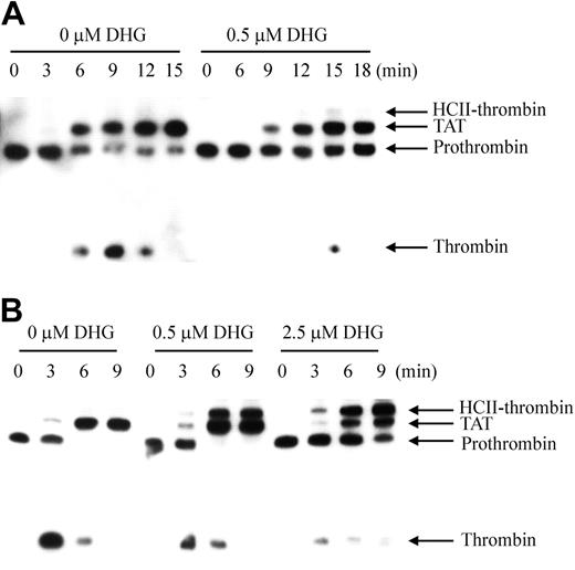 Figure 4. Western blot analysis of limiting (A) and excess (B) TF triggered thrombin generation in mock-depleted plasma with or without DHG. Thrombin generation was initiated with 0.2 (A) or 4 (B) pM human TF, 8.3 μM PC:PS vesicles, and 40 μg/mL CTI (plasma concentrations) in mock-depleted plasma in the absence and presence of 0.5 μM or 2.5 μM DHG. Individual reactions were quenched over time with loading buffer containing 5 M urea and analyzed by SDS-PAGE under nonreducing conditions as described in “The time course of plasma thrombin generation by Western blot analysis.” Proteins transferred to Immobilon-P were detected with a polyclonal sheep anti-human thrombin primary antibody, followed by a peroxidase-conjugated affinity purified donkey anti-sheep immunoglobulin G (IgG), and subsequent development of signal with chemiluminescent substrate. Prothrombin indicates prothrombin/meizothrombin band. TAT indicates thrombin-antithrombin complex, and HCII-thrombin indicates heparin cofactor II-thrombin complex.