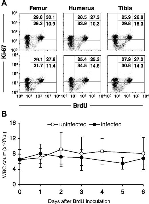 Figure 1. In vivo BrdU labeling of bone marrow cells in a rhesus macaque. (A) Bone marrow cells obtained from 6 distant bones (right and left humeri, femurs, and tibias) 24 hours after a single dose (60 mg/kg) of BrdU. The cells were stained for the presence of BrdU and Ki-67. Ki-67 was used to better distinguish BrdU+ cells. Numbers in the top right quadrants indicate the percentages of BrdU+ Ki67 bright bone marrow cells. (B) In vivo BrdU labeling does not affect total white blood cell counts. The total white blood cell (WBC) number in blood was monitored after BrdU injection in 7 uninfected (○) and 9 SIV/SHIV-infected (●) rhesus monkeys. Data show means ± SDs of each group per time point. Statistical analysis was performed by a repeated measure ANOVA. Data at each time point were also compared with data at time point 0 by a Dunnett test.
