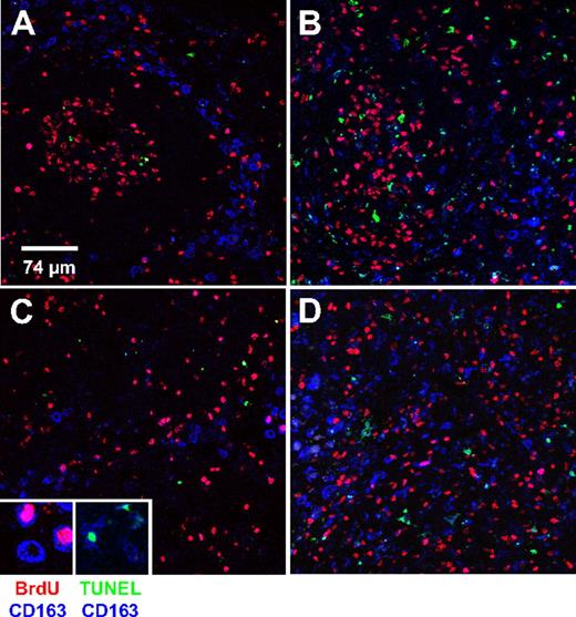 Figure 4. Increased macrophages turnover in mesenteric lymph node from SIV-infected (AIDS) macaque. Lymph nodes were collected 24 hours after BrdU injection from uninfected and SIV-infected macaques. The percentages of BrdU+ monocytes in the uninfected and infected monkeys shown in this figure were 3.0% and 45.3%, respectively. Group data are shown in Table 3. Triple-label confocal microscopy was performed for CD163 (macrophage marker, blue), BrdU (red) to identify recently arrived macrophages, and TUNEL (green) to identify apoptotic macrophages. (A,B) From follicular areas and (C,D) from the cortical sinus areas in mesenteric lymph nodes from an uninfected animal (A,C) and an SIV-infected animal (B,D). Each panel is representative of 5 different fields of the follicular and the cortical sinus areas. Confocal microscopy was performed using a Leica TCS SP2 confocal microscope equipped with 3 lasers (Leica Microsystems). An oil objective 40× fluotar/NA 1.0 was used to image the slides. Scale bar, 74 μm. Magnification, × 40.