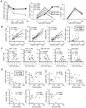 Figure 5. High monocyte turnover predicts AIDS progression in SIV-infected rhesus macaques. (A) Kinetics of plasma viral load (left) in 4 SIV-infected rhesus macaques at multiple time points after SIV infection. The percentages of BrdU-labeled monocytes (middle) and CD3+ T lymphocytes (right) at indicated time points from the same 4 SIV-infected animals are shown. BrdU staining of peripheral blood was performed at 24 hours after BrdU injection at indicated time points. †Death of the animal. In parentheses is indicated the date the animal died after the last BrdU injection experiment (182 days after infection). (B) Correlation of BrdU+CD8+ T cells with other BrdU-labeled cells in infected monkeys. Note that the turnover of monocytes is not correlated with that of other cell types examined. (C) Relation between the percentage of BrdU-labeled cells and plasma viral loads in chronically SIV- or SHIV-infected rhesus macaques. Peripheral bloods were obtained from 21 infected macaques at 24 hours after BrdU inoculation and stained for BrdU. Dots represent individual animals. The Spearman rank test was used to determine the correlation between the percentage of BrdU+ cells and viral loads. (D) Correlation between the survival time after the in vivo BrdU experiment and the percentage of BrdU+ cells, CD4 counts, and plasma viral load at the time of the BrdU injection experiment. The only parameter that predicted progression to AIDS with statistical significance was high monocyte turnover. The Spearman rank correlation test was used to determine correlations and P values. The regression line and the 95% confidence intervals are shown with continuous and broken lines, respectively (applied only for panel B).