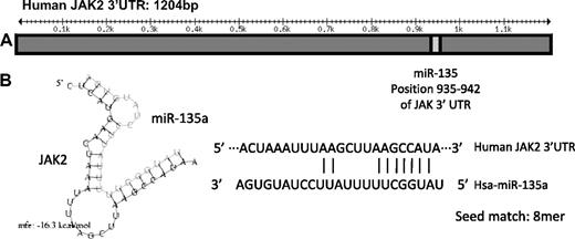 Figure 3. Schematic representation of the JAK2 3′UTR region and miR-135a binding. (A) miR-135a is predicted by TargetScan to target JAK2 mRNA in the position 935 to 942 of its 3′UTR region. (B) On the left, the predicted hybridization of miR-135a and JAK2 mRNA by the Pictar database. The minimum free energy required (mfe) for RNA hybridization is shown. On the right, the predicted hybridization of miR-135a and JAK2 mRNA by miRbase (seed sequence, 8mer).
