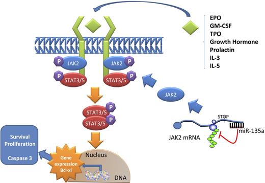 Figure 7. Model of JAK2/miR-135a–mediated survival signaling in L-428 cHL cells. The JAK/STAT pathway is used by many cytokines. When a ligand binds a receptor, a conformational change in the receptor allows 2 JAK2 proteins to phosphorylate each other and activate phosphorylation events that allow STAT proteins to form dimers. These dimers then translocate to the nucleus and activate specific transcription of specific genes, such as Bcl-xL, related to survival and proliferation. miR-135a plays a role in this pathway by regulating the translation of JAK2 protein.