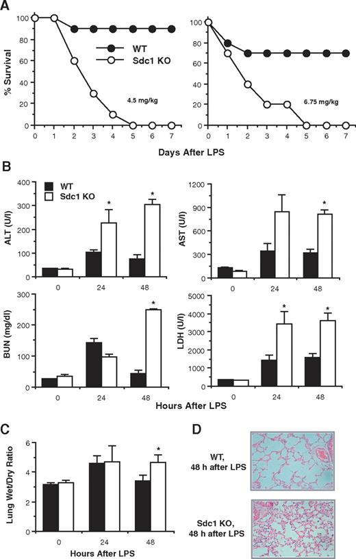 Figure 1. Sdc1−/− mice are susceptible to LPS-induced multiorgan injury and dysfunction and lethal endotoxemia. (A) WT and Sdc1−/− mice were injected intraperitoneally with 4.5 or 6.75 mg LPS/kg, and their survival was tracked for 7 days (n = 10 in each group; P < .05 at ≥ 3 days after LPS at both LPS doses). At a higher dose of LPS (15 mg/kg), all WT and Sdc1−/− mice died by 3 days after LPS, whereas at a lower dose (2.25 mg/kg), all WT and Sdc1−/− mice survived (not shown). (B) WT and Sdc1−/− mice were injected with LPS (4.5 mg/kg) and serum levels of ALT, AST, BUN, and LDH were measured at 0, 24, and 48 hours after LPS by a serum chemistry analyzer (Cobas Integra 400 Plus serum chemistry analyzer). Results shown are mean ± SE (n = 5; *P < .05 relative to WT mice). (C) WT and Sdc1−/− mice were injected with LPS, and the lung wet/dry ratio was determined at the indicated times by weighing lungs before and after incubation at 90°C for 3 days (n = 5). (D) Paraffin-embedded tissues sections (5 μm) of WT and Sdc1−/− lungs harvested at 48 hours after LPS were stained with hematoxylin-eosin (original magnification, ×200). Error bars indicate SE.
