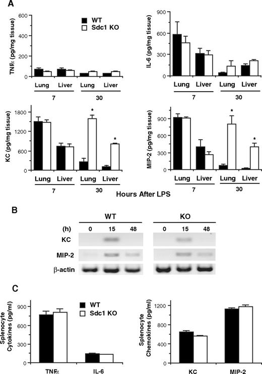 Figure 3. Removal of tissue-associated KC and MIP-2 is impeded in endotoxemic Sdc1−/− mice. (A) WT and Sdc1−/− mice were injected with LPS, and their lungs and livers were harvested at 7 or 30 hours after LPS. Tissues were weighed and homogenized, and tissue levels of TNFα, IL-6, KC, and MIP-2 were determined by ELISA (n = 5; *P < .05 relative to WT mice at the indicated time). (B) Total RNA was isolated from WT and Sdc1−/− lungs at 0, 15, and 48 hours after LPS infusion, and KC, MIP-2, and β-actin mRNA was assessed by reverse transcription polymerase chain reaction. (C) WT or Sdc1−/− splenocytes were stimulated with 100 ng LPS/mL for 24 hours at 37°C, and the concentration of TNFα, IL-6, KC, and MIP-2 in the conditioned medium was determined by ELISA (n = 4). Error bars indicate SE.