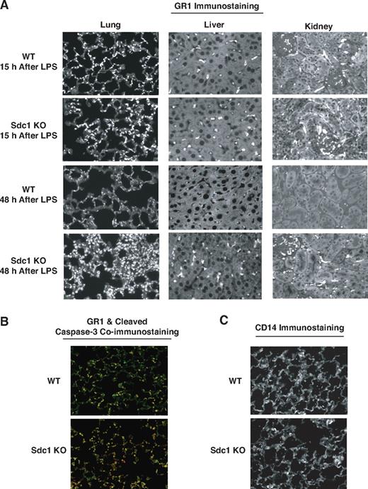 Figure 4. Resolution of neutrophilic inflammation is inhibited in endotoxemic Sdc1−/− mice. (A) WT and Sdc1−/− mice were injected with LPS, and their lungs, livers, and kidneys were isolated at 15 or 48 hours after LPS. Tissue sections were immunostained with the rat anti–mouse GR-1 (Ly6G/C, clone RBC6-8C5) antibody and Alexa 594 donkey anti–rat IgG antibody (original magnification, ×200). Similar results were obtained with the rat anti–mouse Ly6G (1A8) monoclonal antibody (not shown). (B) WT and Sdc1−/− lung sections (24 hours after LPS) were coimmunostained with rabbit anti–cleaved caspase-3 and anti-GR1 antibodies and with Alexa 594 anti–rat and Alexa 488 goat anti–rabbit antibodies (original magnification, ×200). (C) WT and Sdc1−/− lung sections (24 hours after LPS) were immunostained with rat anti-CD14 and Alexa 594 anti–rat antibodies (original magnification, ×200).