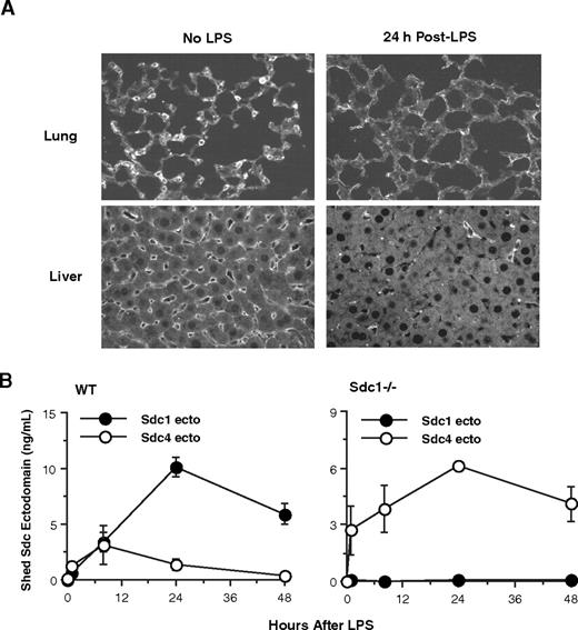 Figure 5. Syndecan-1 ectodomains are shed from the cell surface in various organs and released into the circulation in endotoxemic WT mice. (A) WT mice were injected with or without LPS, and their lungs and livers were isolated at 24 hours after LPS. Tissue sections were immunostained with 281-2 rat anti–mouse syndecan-1 ectodomain and Alexa 594 donkey anti–rat IgG antibodies (original magnification, ×200). (B) WT and Sdc1−/− mice were injected with LPS, and serum levels of syndecan-1 and -4 ectodomains were determined at 0, 1, 8, 24, and 48 hours after LPS by dot immunoblotting (n = 5 at each time point). Error bars indicate SE.