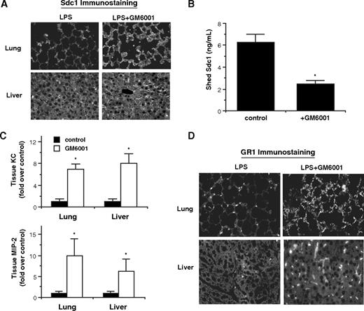Figure 6. Delayed GM6001 infusion inhibits syndecan-1 shedding, removal of CXC chemokines in tissues, and resolution of neutrophilic inflammation. WT mice were injected intraperitoneally with or without 150 mg GM6001/kg at 24 hours after LPS, and tissue samples were analyzed at 40 hours after LPS. Syndecan-1 shedding was assessed by (A) immunostaining lung and liver sections (original magnification, ×200) and (B) measuring serum levels of syndecan-1 ectodomains (n = 4). (C) Tissue levels of KC and MIP-2 were determined by ELISA (n = 4). (D) Neutrophil accumulation was assessed by immunostaining with anti-GR1 and Alexa 594 anti–rat antibodies (original magnification, ×200). Error bars indicate SE.